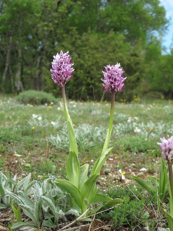 Orchis simia